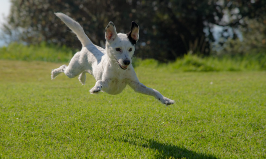 Keeping Your Pooch at a Healthy Weight