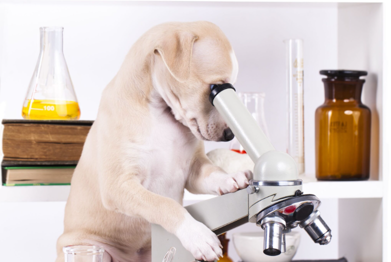 Scientifically Proven Ingredients to Boost Your Dog’s Health with Happy Poochie Dog Supplements