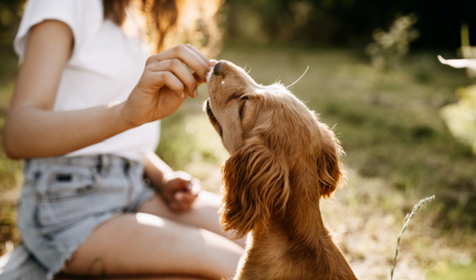 Dog Supplements in Delicious Bites