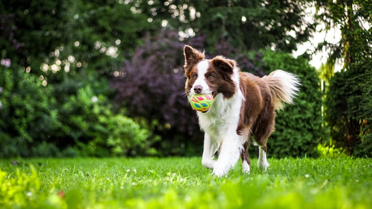 Keeping Your Pooch Active: Managing Dog Joint Pain (Canine Arthritis)